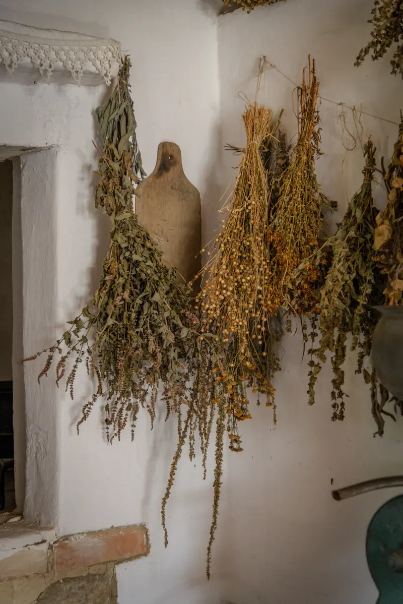Bundles of herbs drying on a white wall