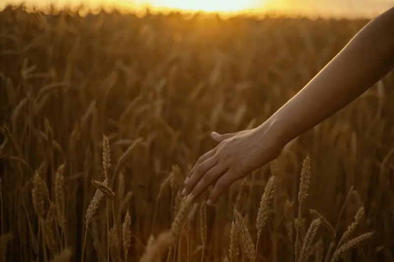 A hand brushing the top of a wheat field at sunset