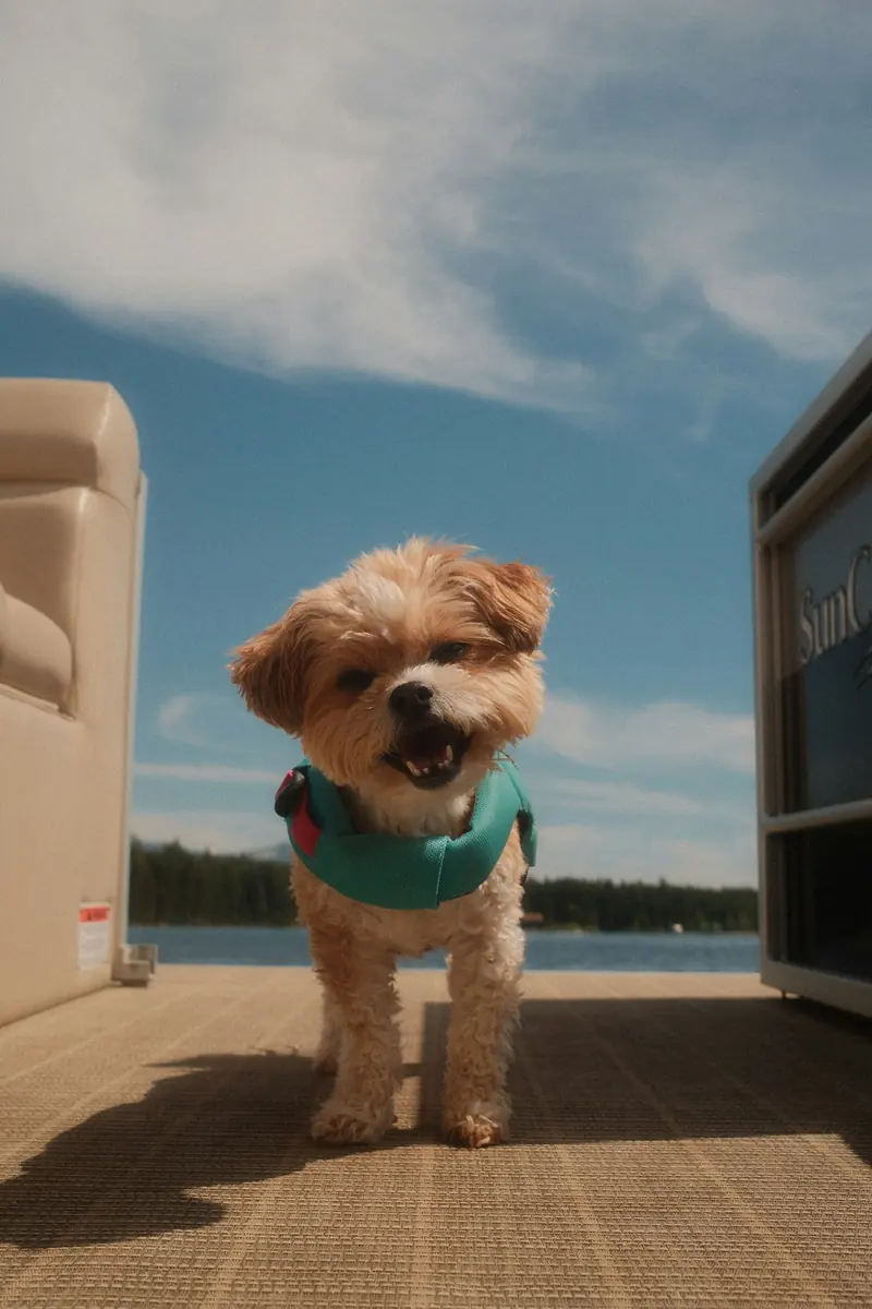 A happy dog in a life vest on a lake