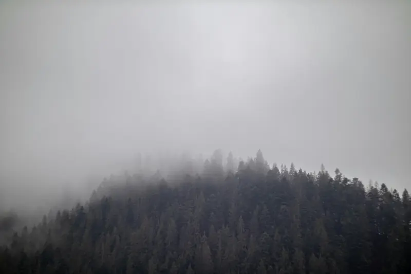 A forested mountain in low fog