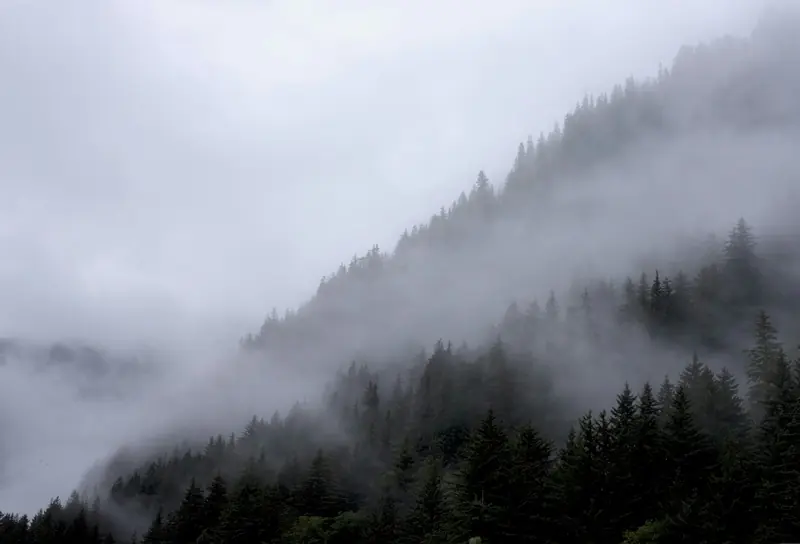 Tall pines fading into fog