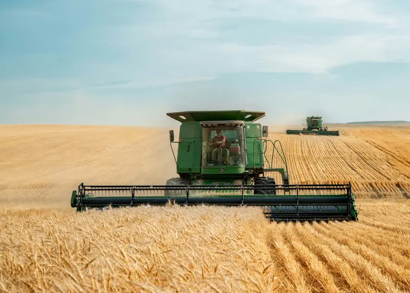 Two combines cutting a field of ripe wheat