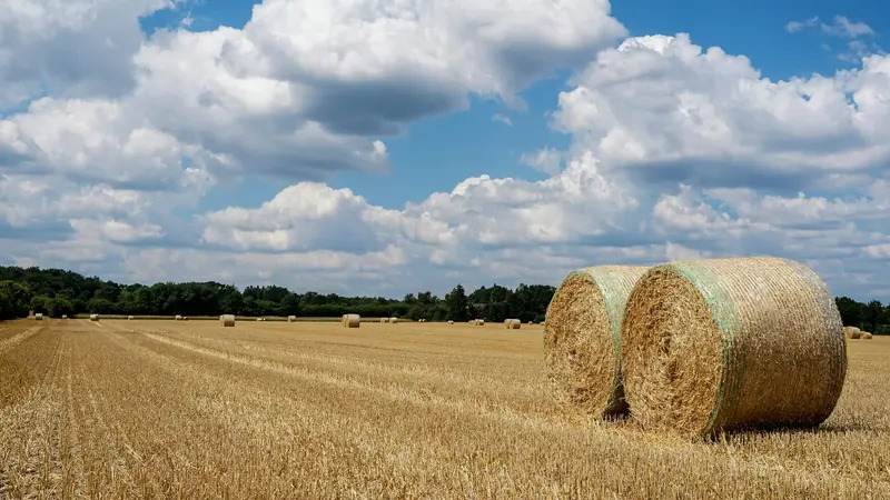 Round hay bales in a golden field under a blue sky