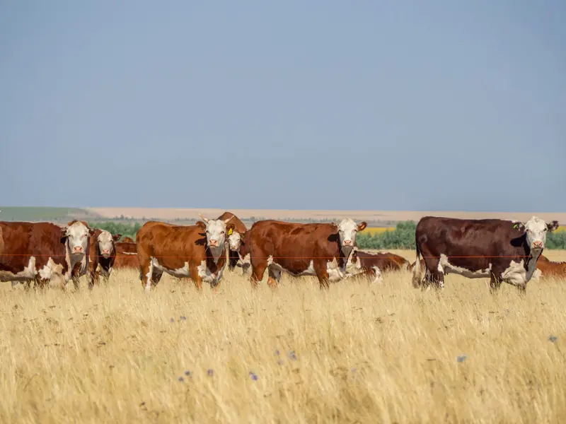 A row of red and white cattle in a golden pasture