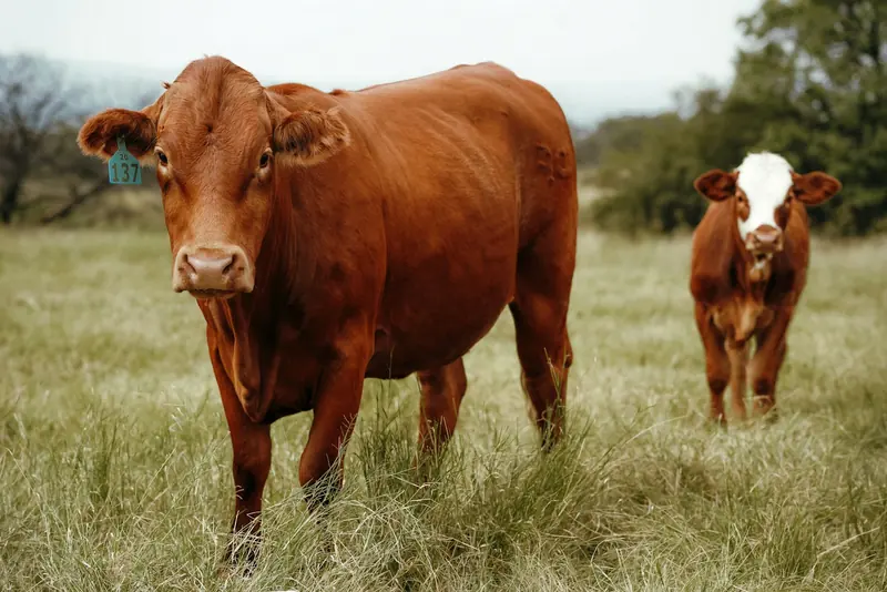 A red cow and her calf in tall grass