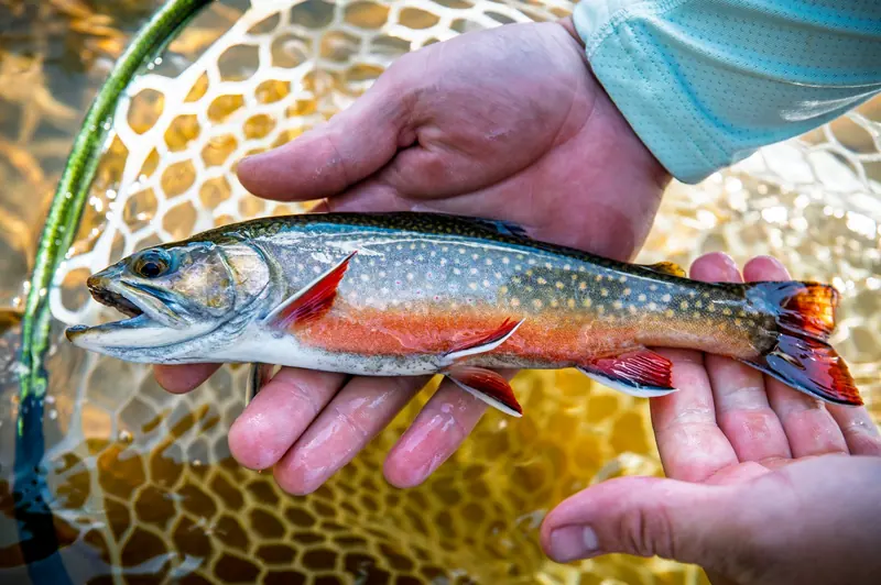 A brook trout held in two hands