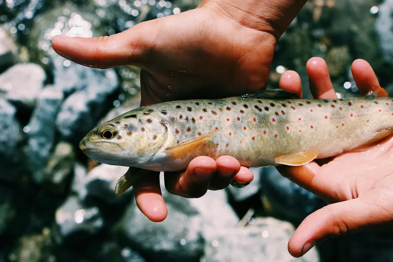 A brown trout held over the water