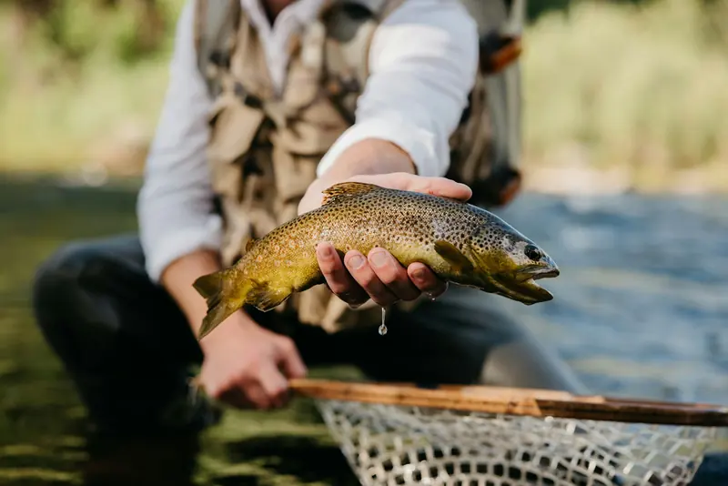 A guide holding a brown trout in a landing net