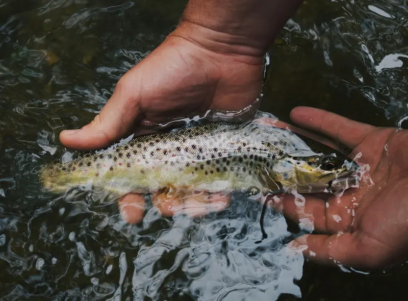 A trout held just above a dark river