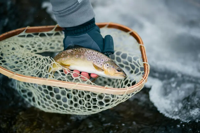 A trout in a landing net at the edge of a snowy stream