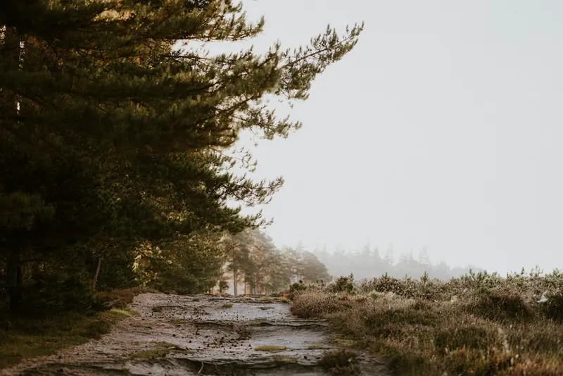 A dirt road through the trees on a foggy day