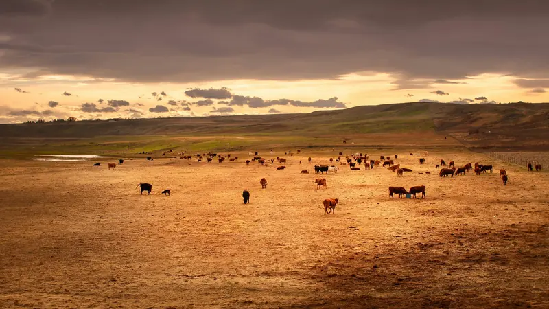 Cattle grazing on dry range at sunset