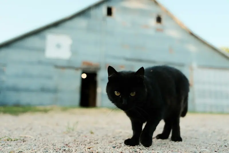 A black cat walking across the gravel in front of a barn