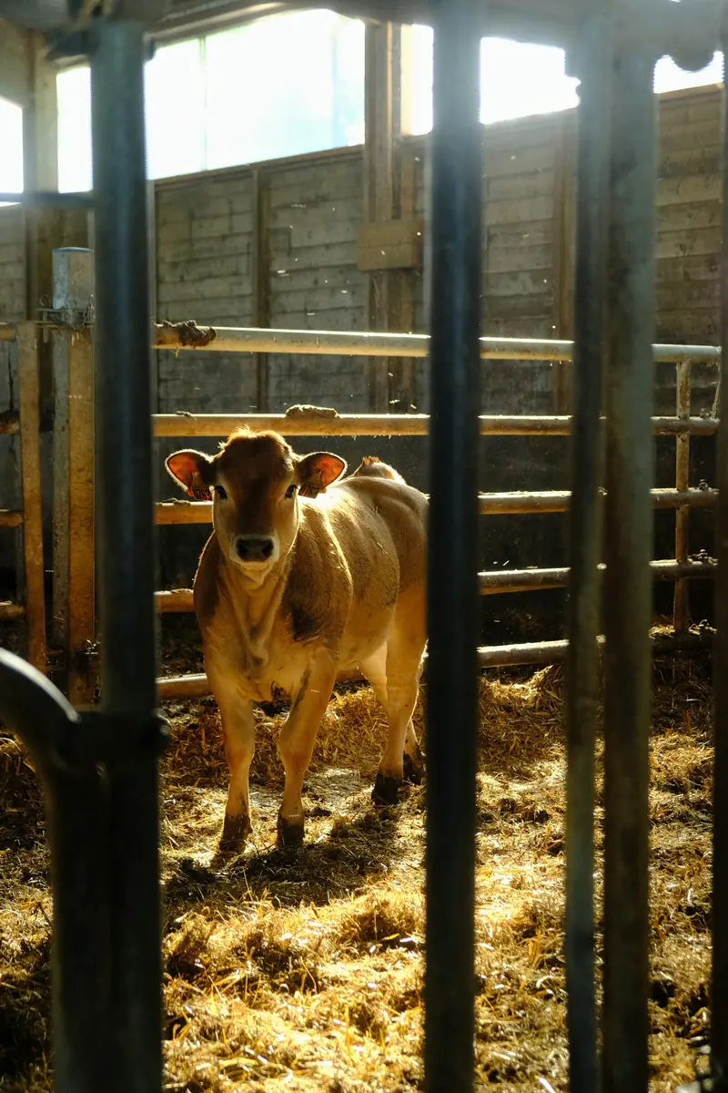 A young calf standing in a barn pen