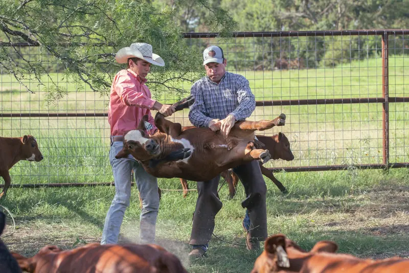 Two men holding a calf in a pen on working day