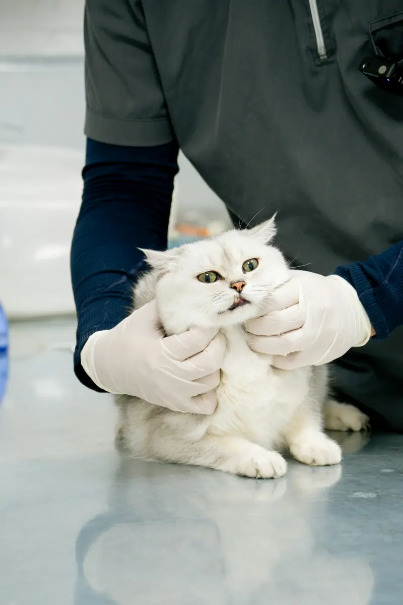 A white cat on the exam table