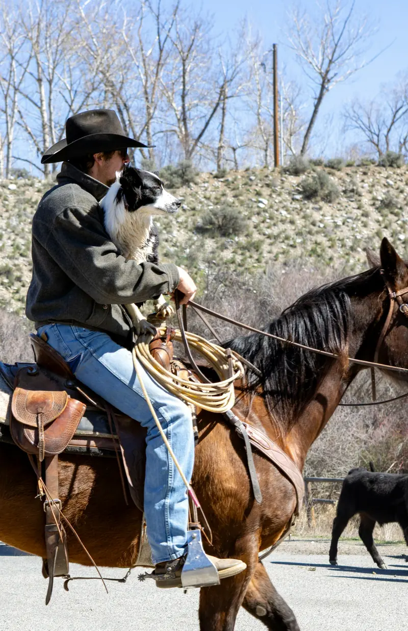 A rider on horseback with a cow dog across his lap