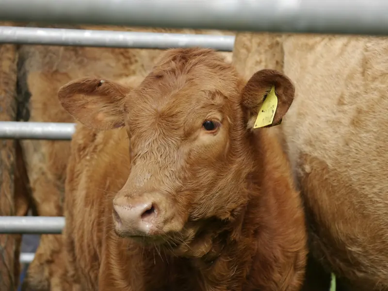 Two brown cows standing side by side