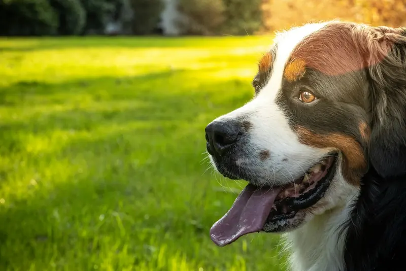 A happy dog standing in green grass