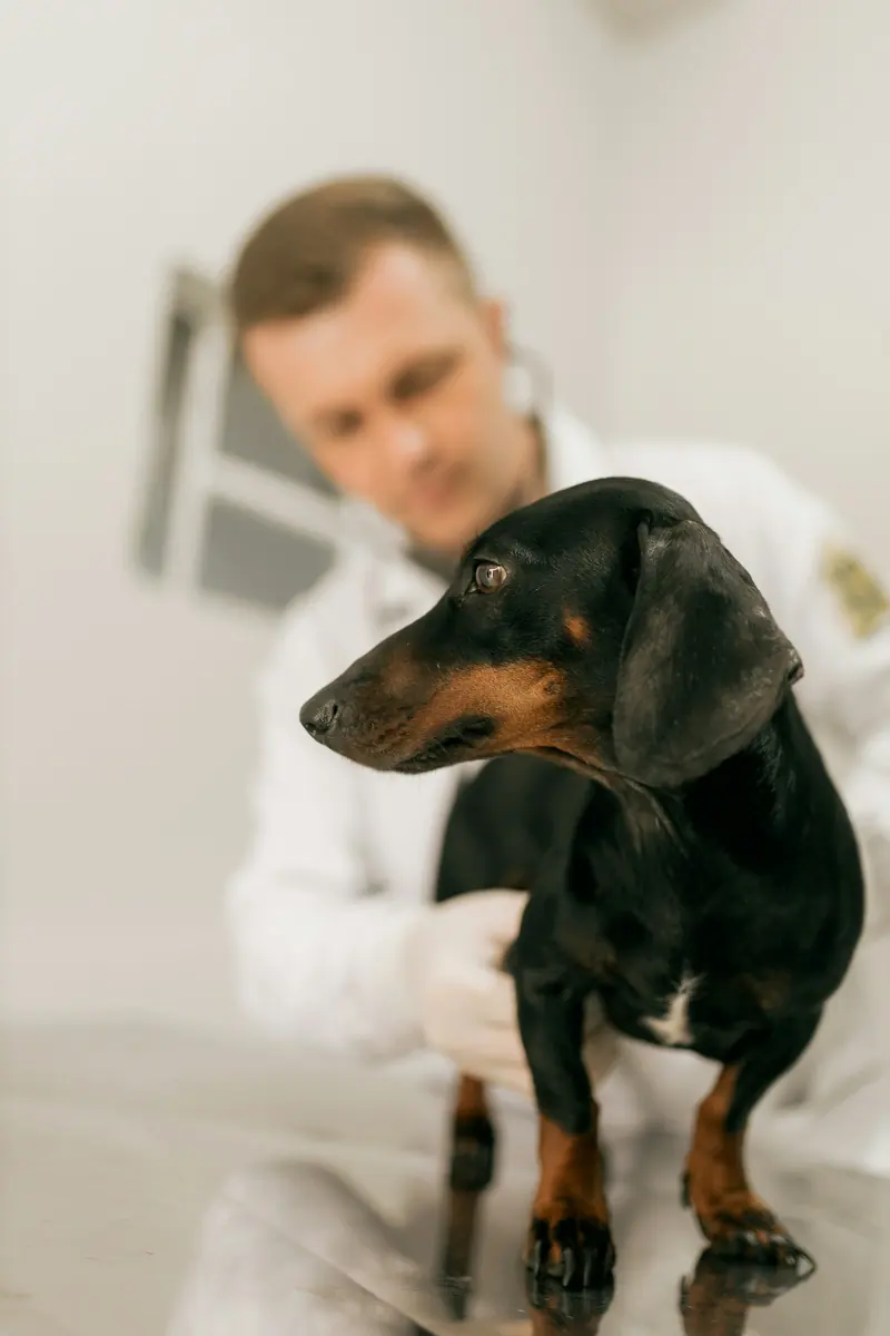 A vet examining a black and tan dachshund