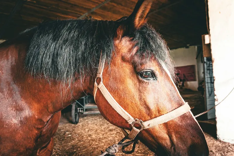 A brown horse in a halter inside its stall