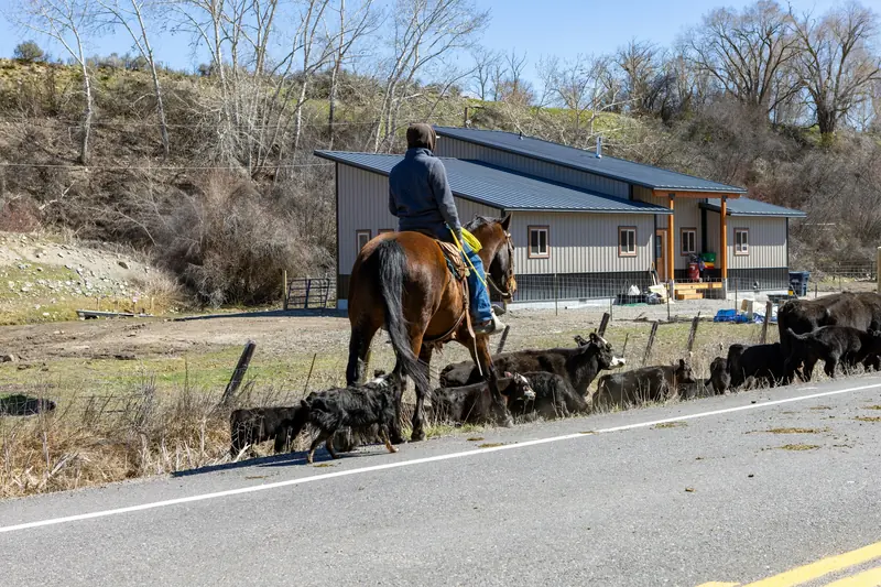 A rider moving cattle down a country road