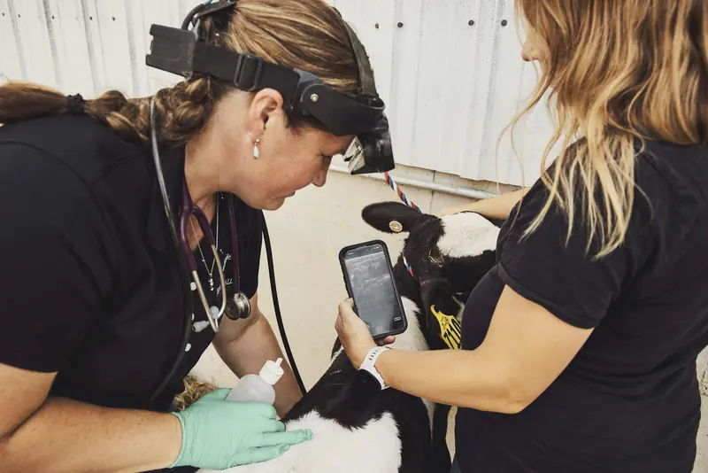 A vet with a headlamp checking a calf while a helper holds an ultrasound screen