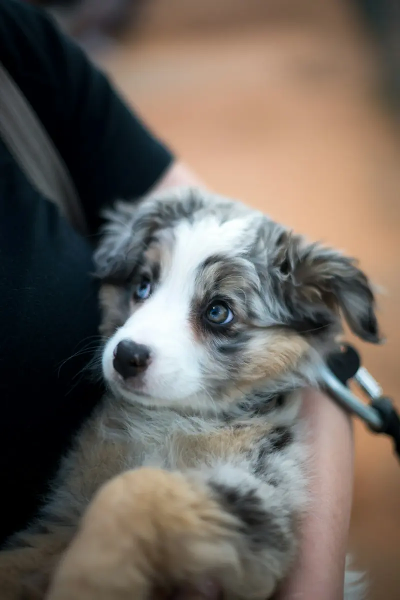 Someone holding a merle puppy