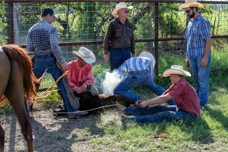 Ranch hands working together around a calf on the grass