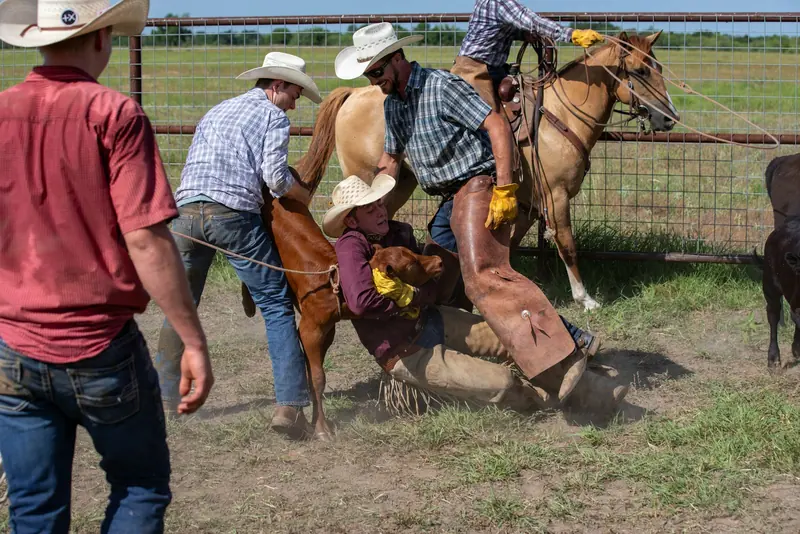 Cowboys wrestling a cow in a grass arena
