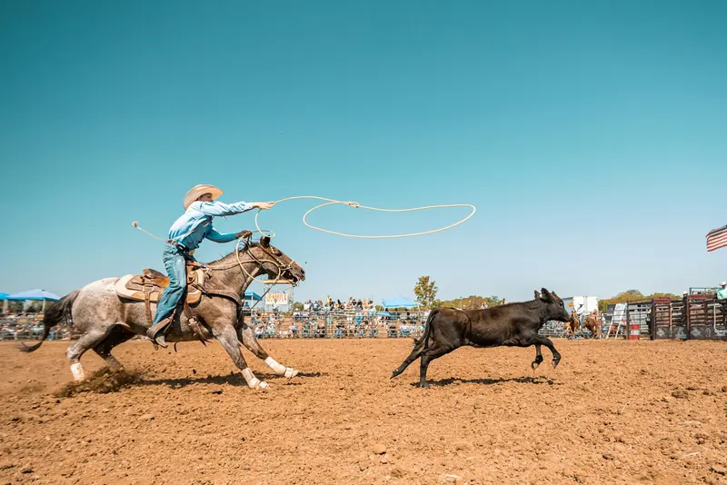 A rider swinging a rope after a running calf