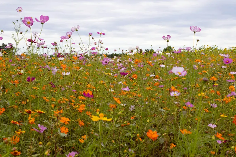 A field of cosmos and wildflowers