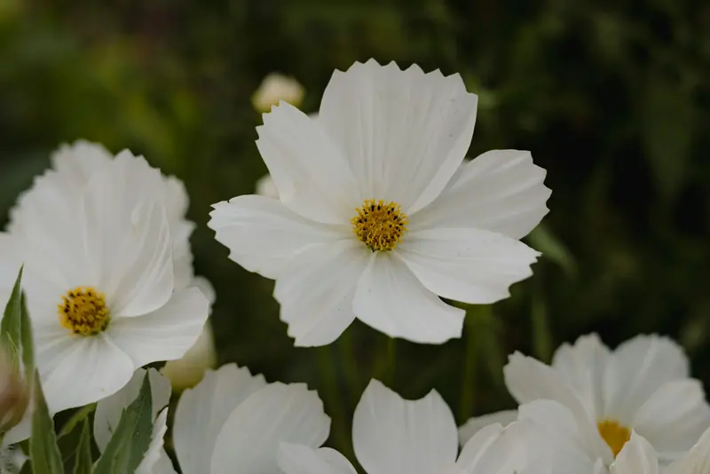 White cosmos flowers