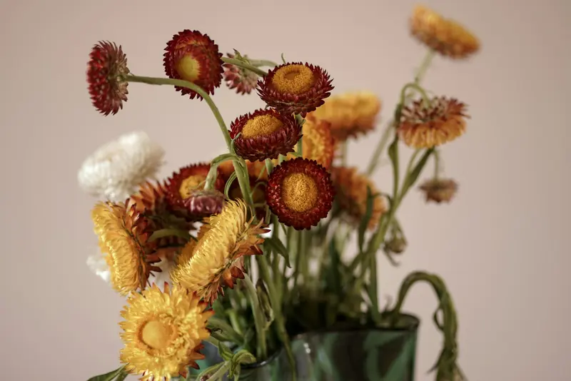 Dried strawflowers in a vase