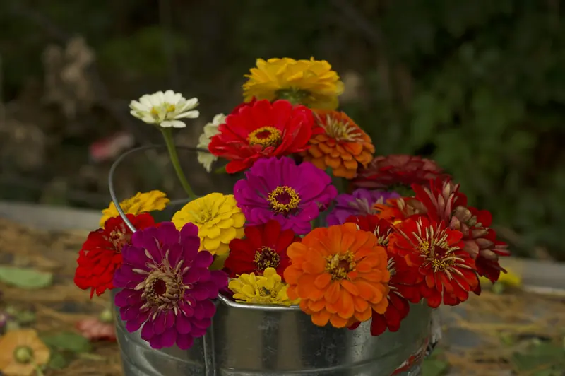 A metal bucket full of zinnias