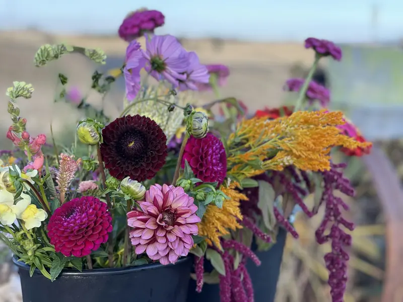 Buckets of fresh cut flowers