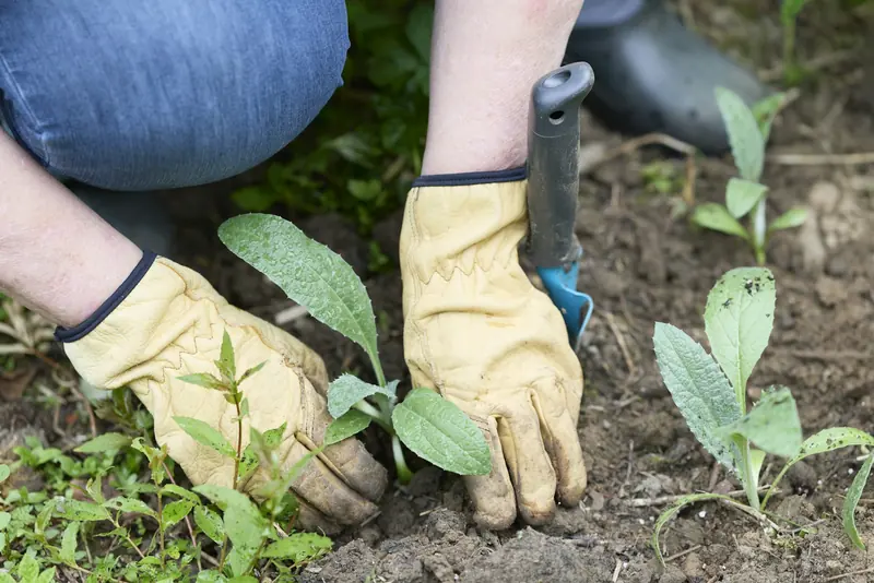 Gloved hands planting seedlings in dark soil