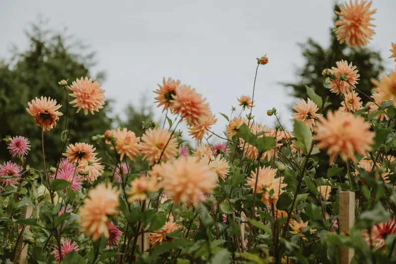 Peach dahlias blooming in a field under a gray sky