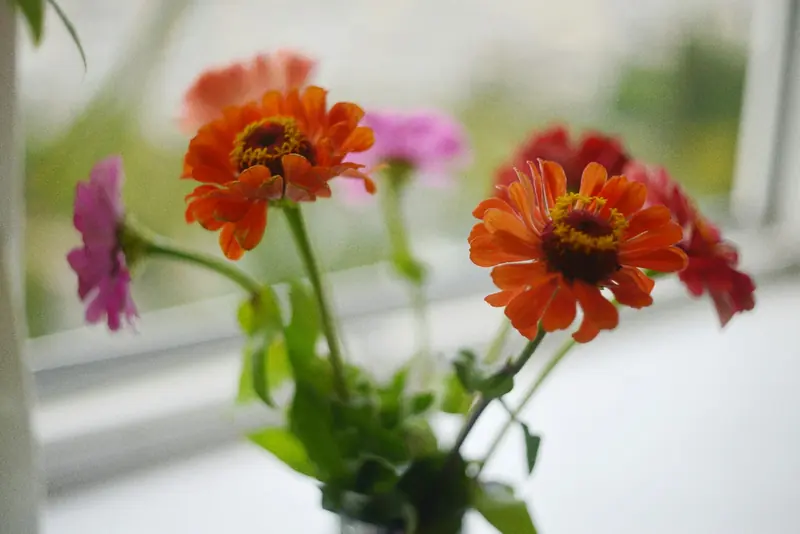 Orange and pink zinnias in a vase by a bright window