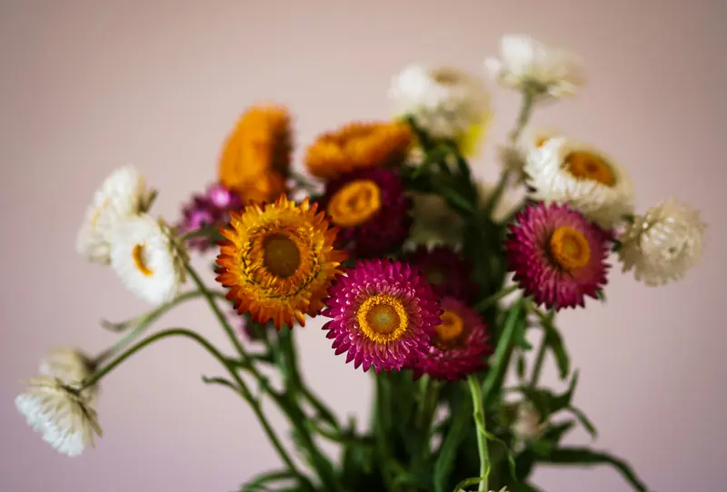 A small bunch of strawflowers