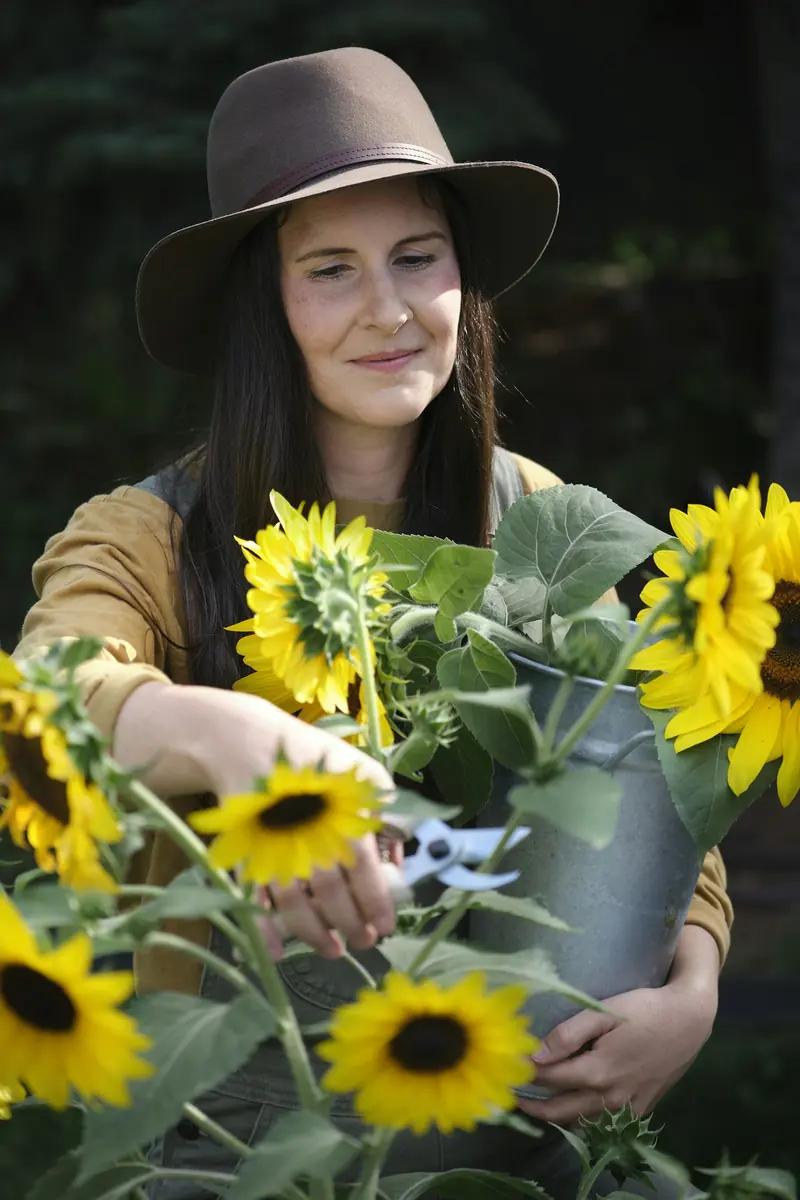 A farmer cutting sunflowers into a bucket