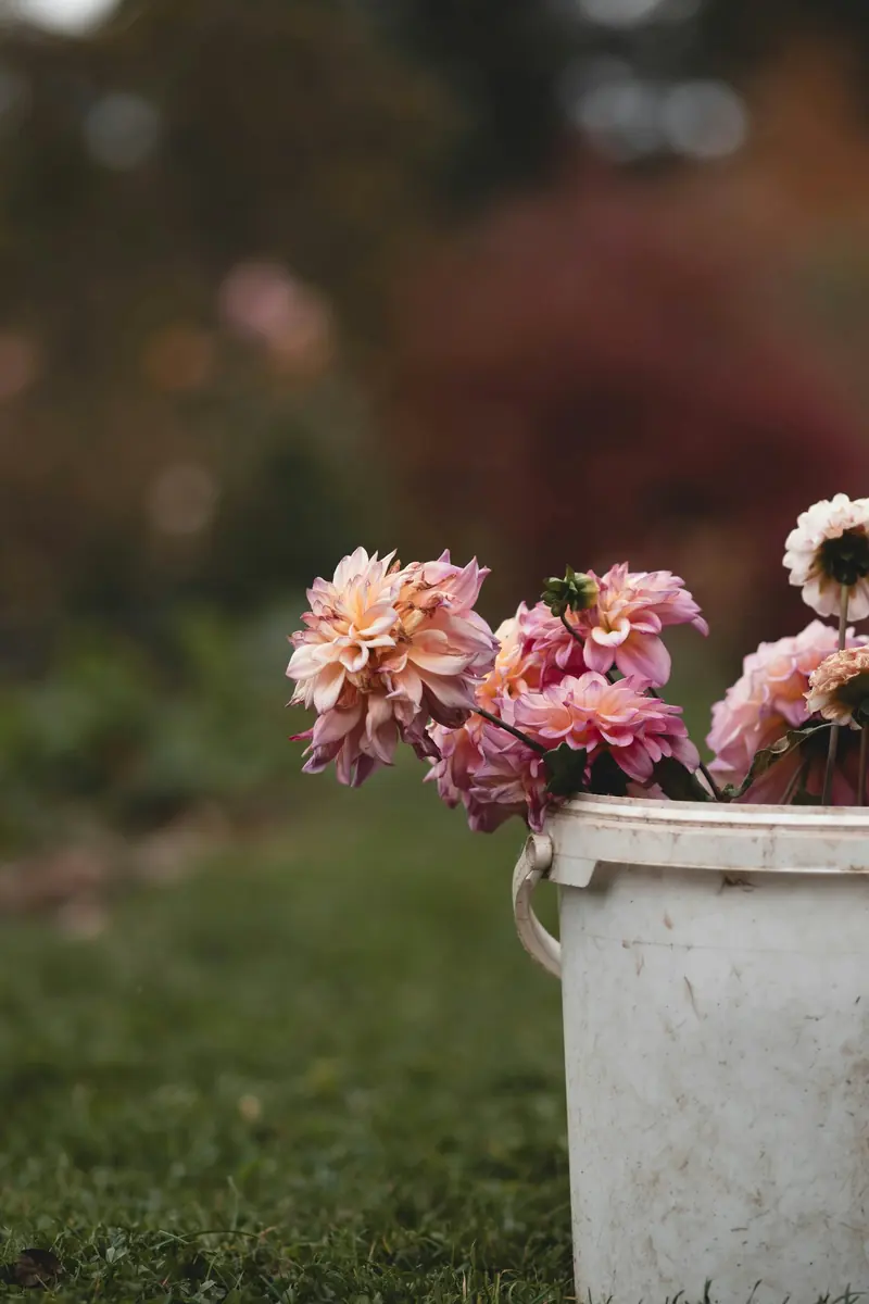 A white bucket of pink dahlias sitting in the grass