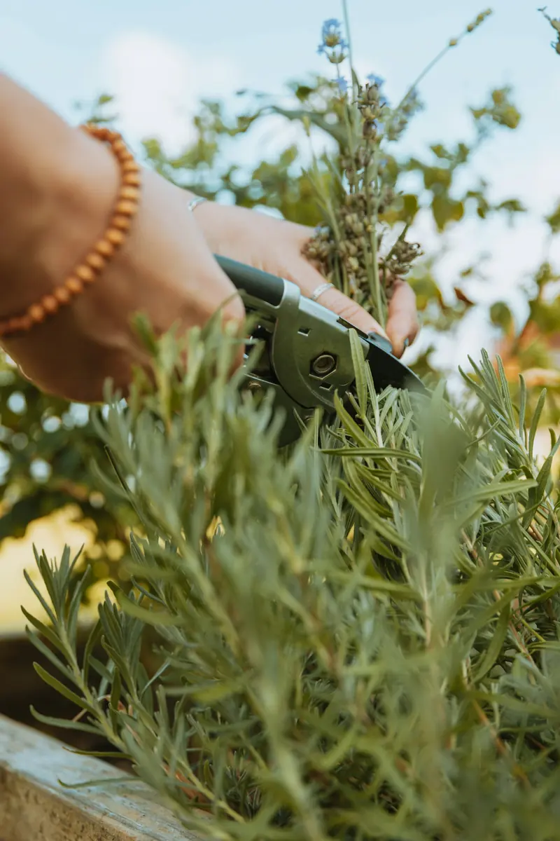 Cutting stems with garden snips