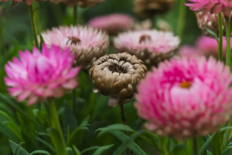 Pink and brown strawflowers growing in the garden