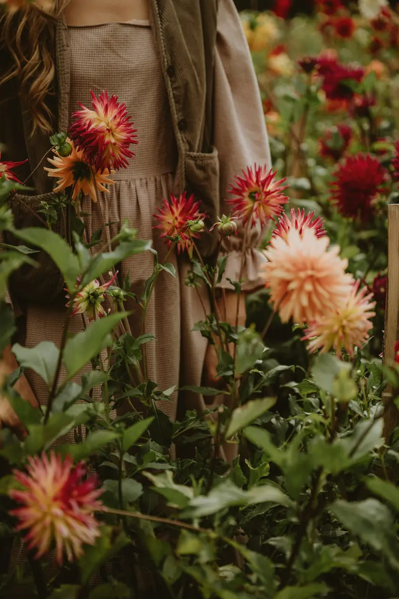 A woman in a long dress standing in a row of dahlias