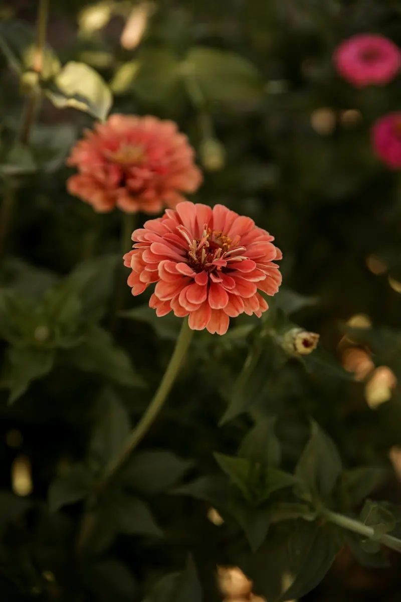 Two salmon zinnias in the garden
