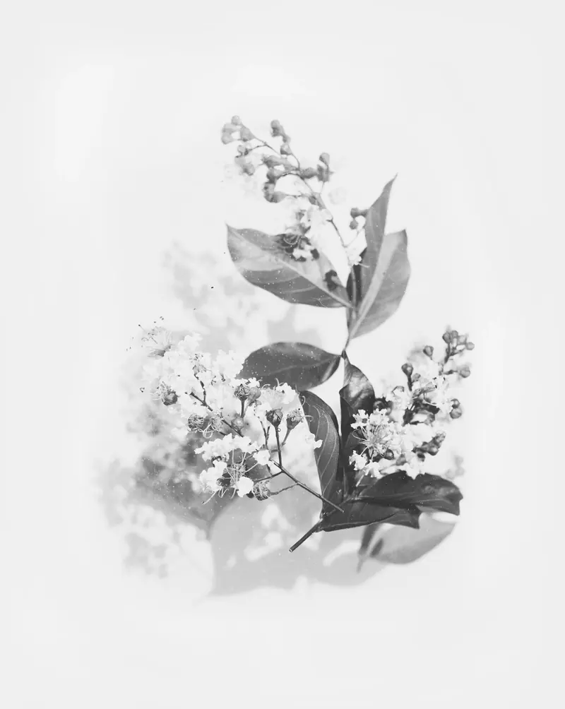A sprig of flowers on a white background