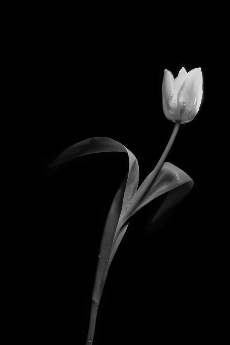 One tulip against a black background
