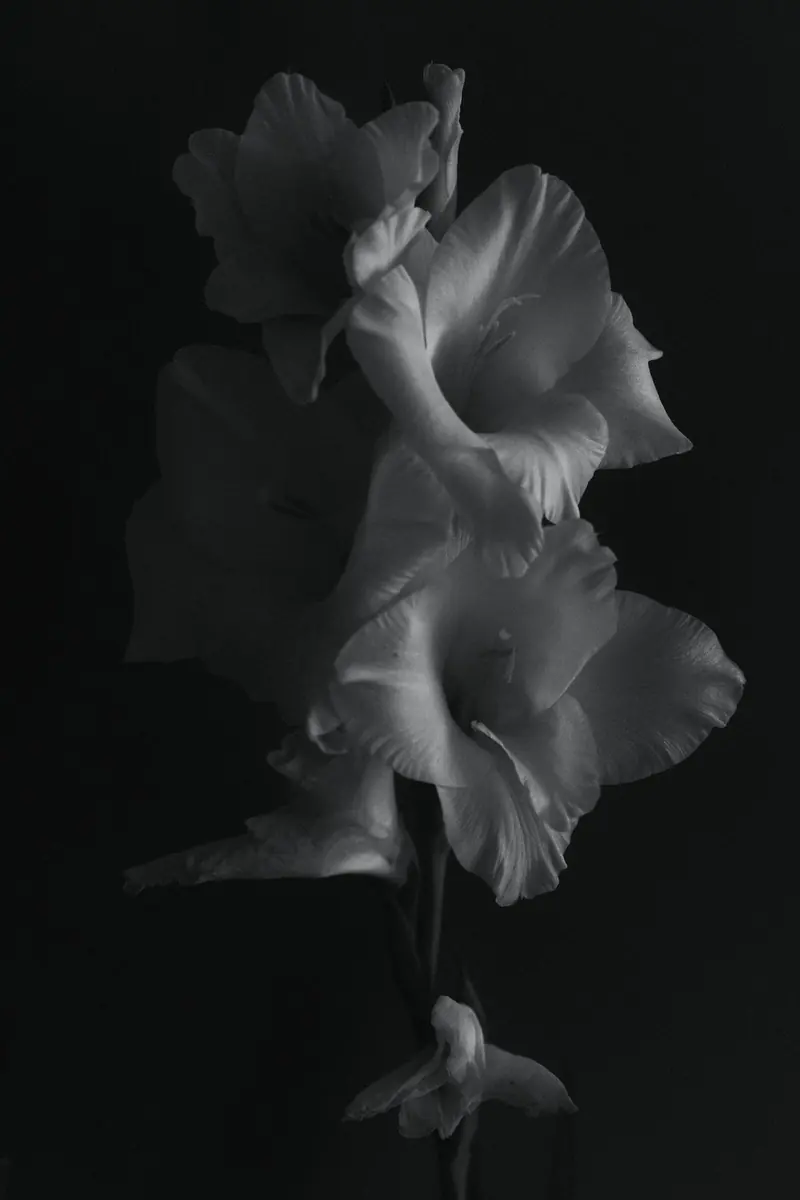 Two gladiolus blooms in shadow