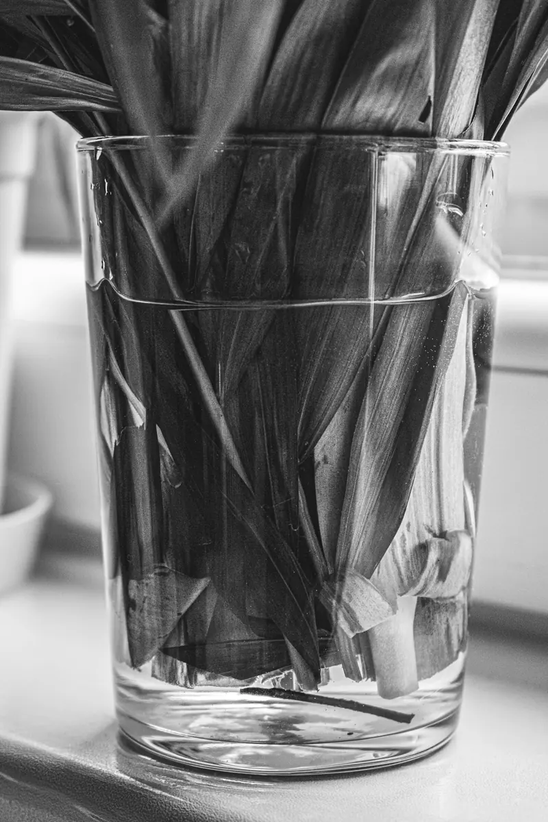 Flower stems in a clear glass